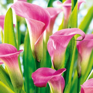 Pink Calla Floral Lunch Napkin - 20 Pack - Posh Setting